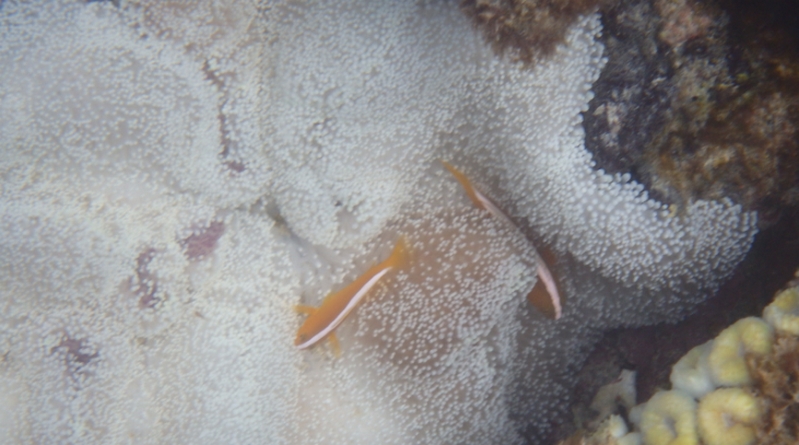 �H���@�ۂ����N�Ɣ��e���T�|�[�g�bWeb����30%OFF�I�y��킽�̃C�\�t���{�����t�@�C�o�[�z
���T�C�g